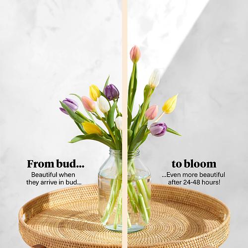 The Letterbox British Tulips