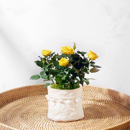 The Yellow Rose
