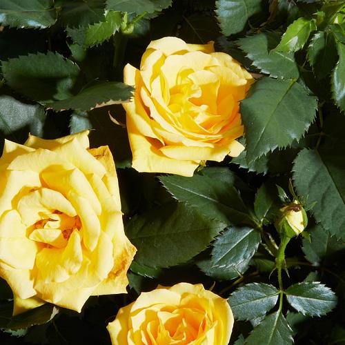 The Yellow Rose