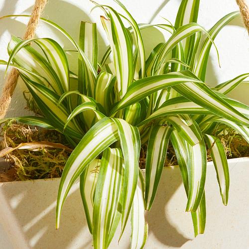 The Hanging Spider Plant & Eco Pot
