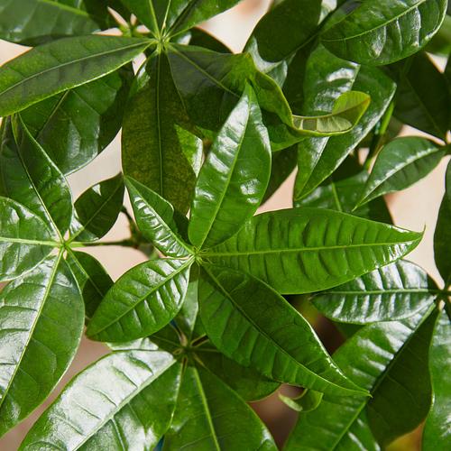 The Pachira Money Tree