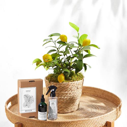 The Citrus Tree & Plant Care Kit