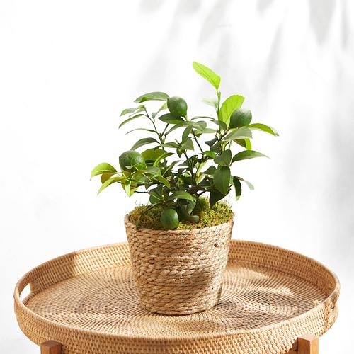 The Citrus Tree & Plant Care Kit 3 The Citrus Tree & Plant Care Kit