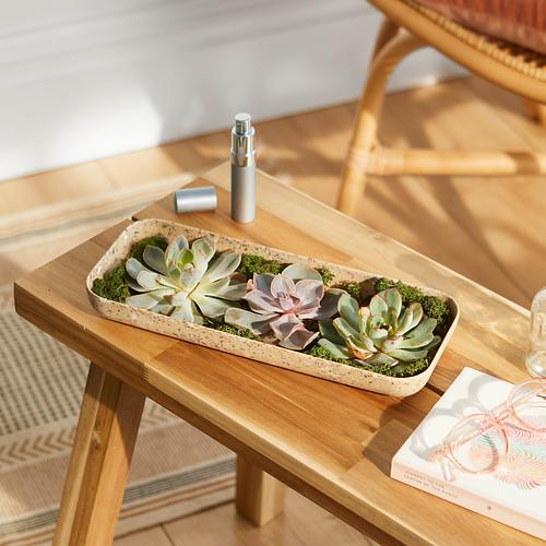 The Super Succulents