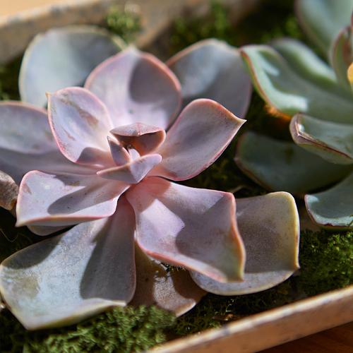 The Super Succulents
