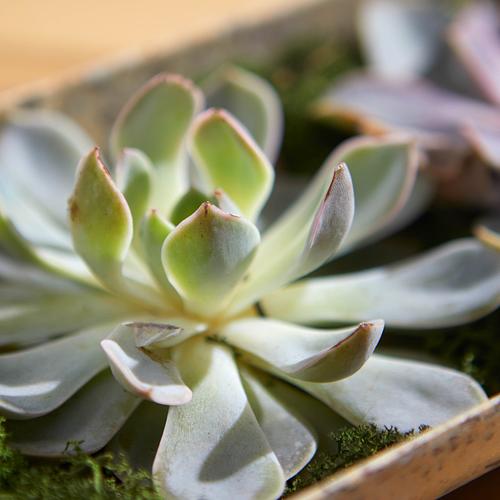 The Super Succulents