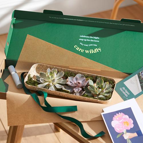 The Super Succulents