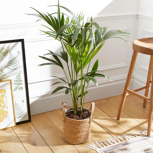 The Kentia Palm