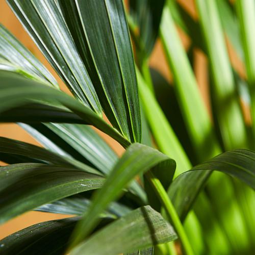The Kentia Palm