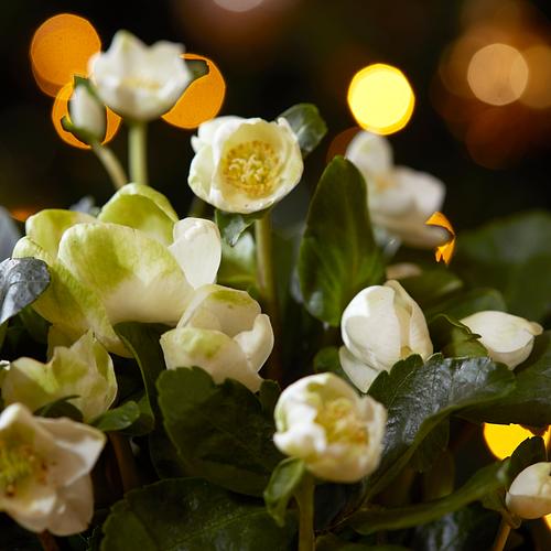 The Hellaborus Carol Rose