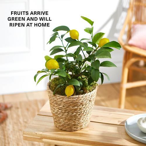 The Lemon Tree
