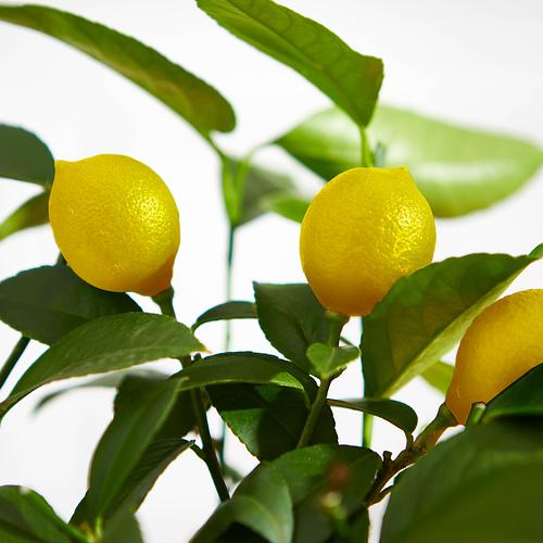 The Lemon Tree