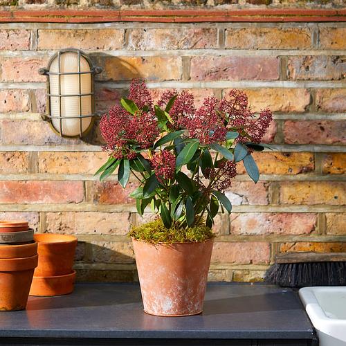 The Skimmia Plant