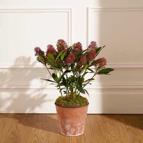 The Skimmia Plant