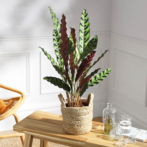 The Rattlesnake Plant