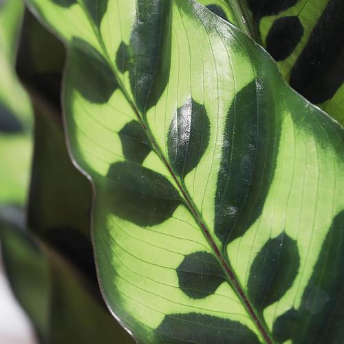 The Rattlesnake Plant