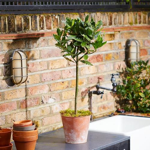 The Bay Tree