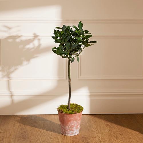 The Bay Tree