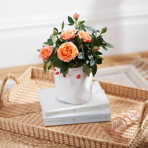 The Coral Rose