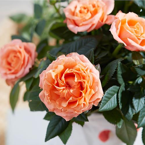 The Coral Rose