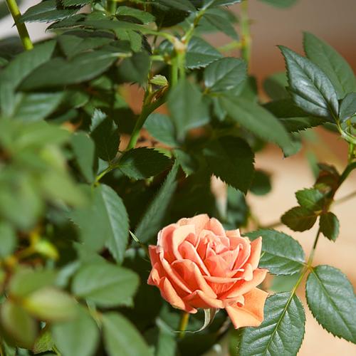 The Coral Rose