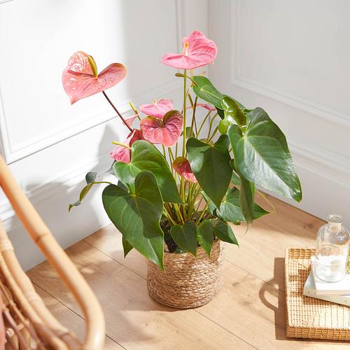 The Flamingo Flower