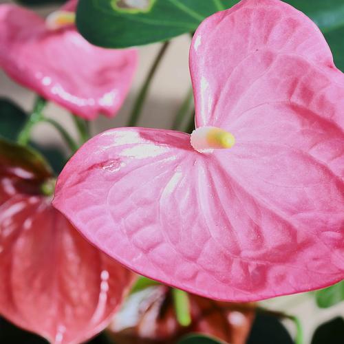 The Flamingo Flower