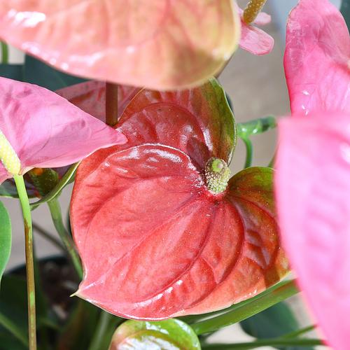 The Flamingo Flower