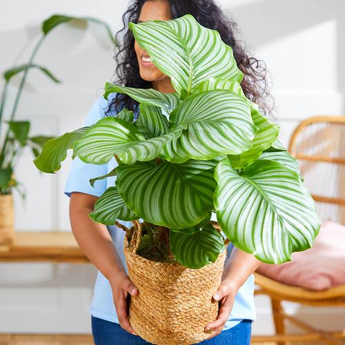 The Peacock Calathea