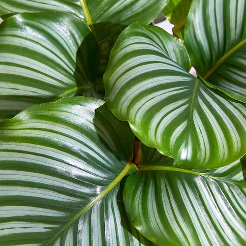 The Peacock Calathea