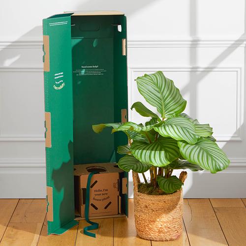 The Peacock Calathea