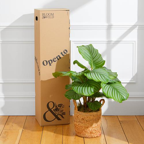 The Peacock Calathea
