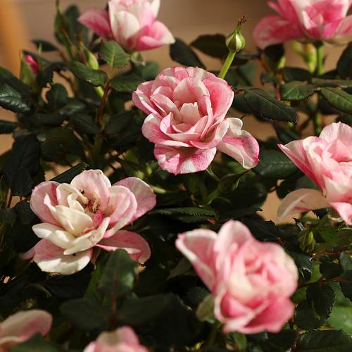 The Marbled Pink Rose