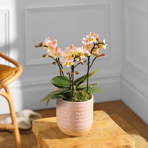 The Peach Orchid
