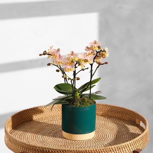The Peach Orchid