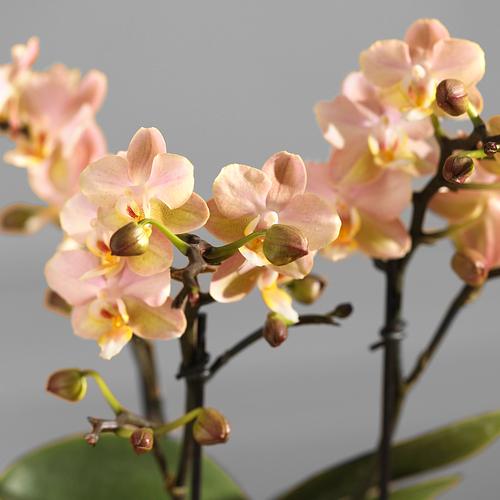 The Peach Orchid