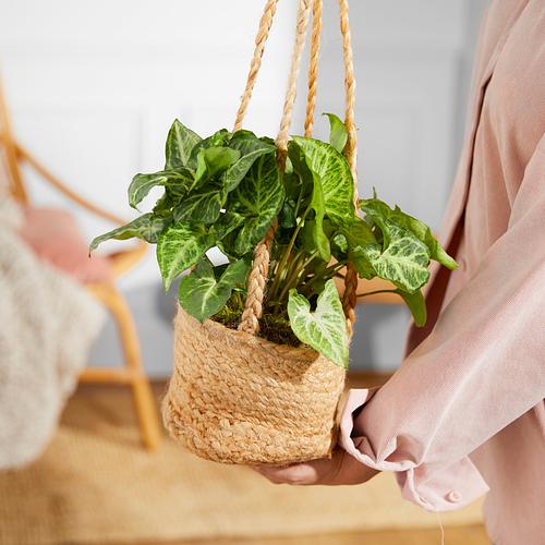 The Hanging Syngonium
