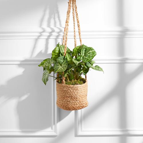 The Hanging Syngonium