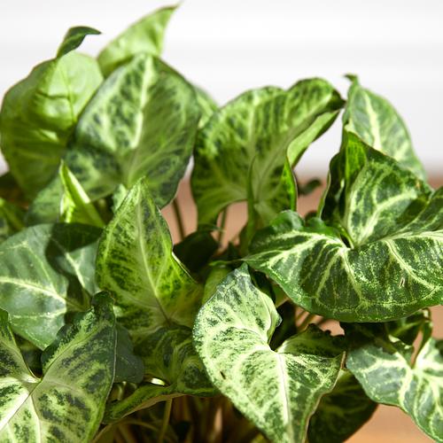 The Hanging Syngonium