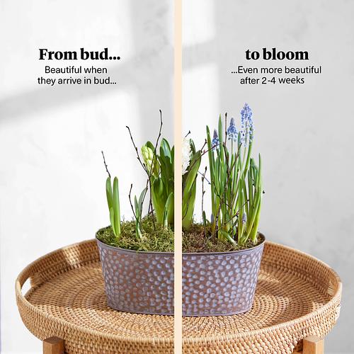 The Wild Spring Planter