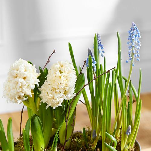 The Wild Spring Planter