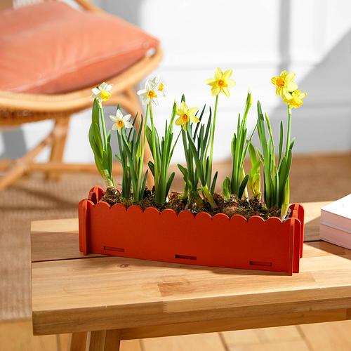 The Letterbox Daffodils