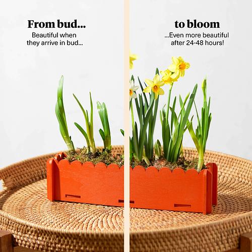 The Letterbox Daffodils