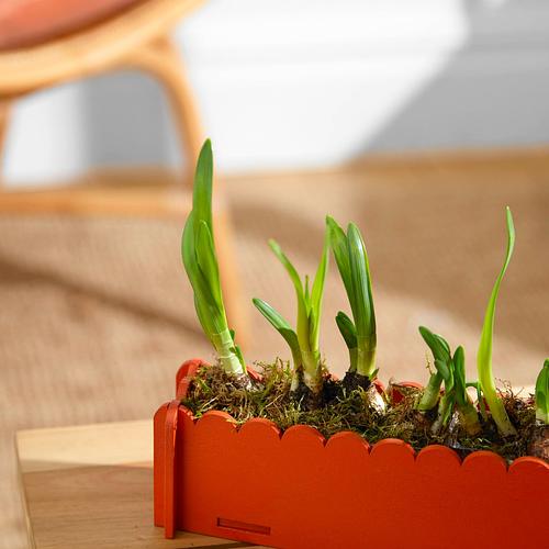 The Letterbox Daffodils