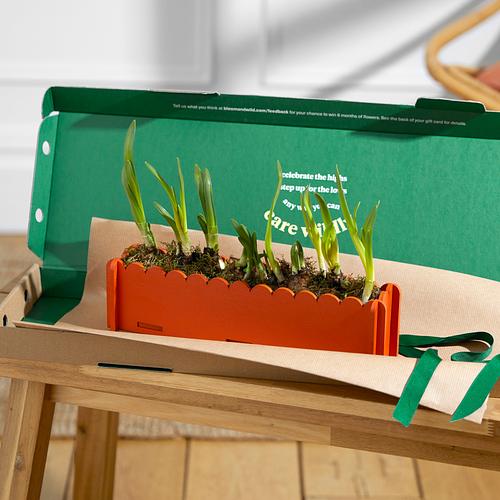 The Letterbox Daffodils