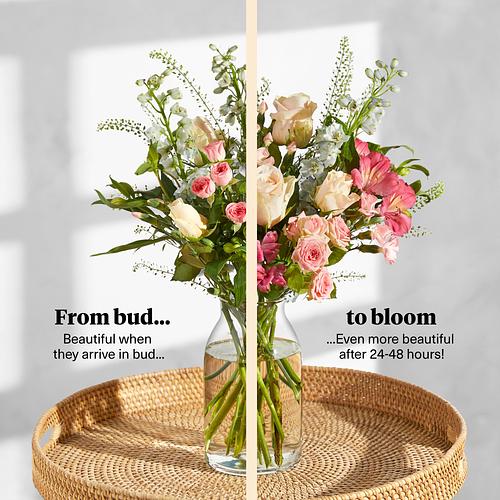 The Charlotte