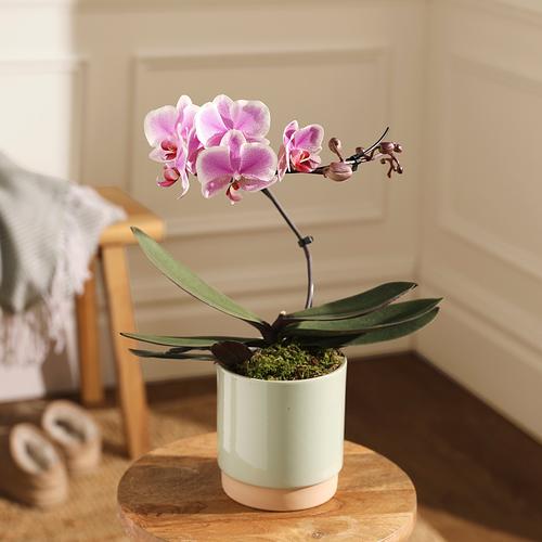 The Rose Quartz Orchid