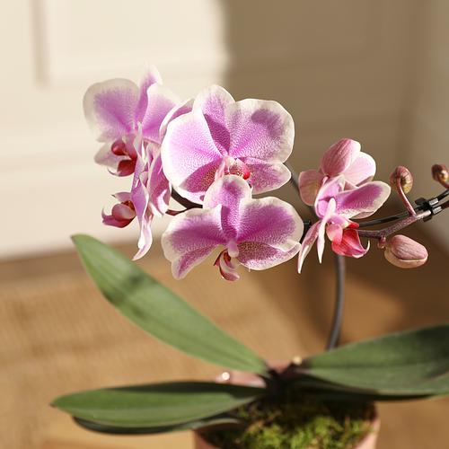 The Rose Quartz Orchid