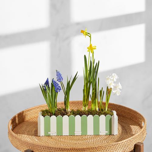 The Spring Bulbs Windowsill Planter