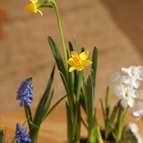 The Spring Bulbs Windowsill Planter